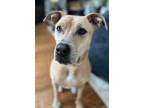 Adopt Kiya (aka Jello Pop) a Tan/Yellow/Fawn Hound (Unknown Type) / Mixed dog in