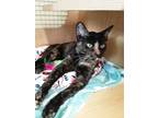 Adopt Stella a Tortoiseshell Domestic Shorthair (short coat) cat in Waterbury