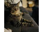 Adopt Tifa a Tiger Striped Domestic Shorthair / Mixed (short coat) cat in