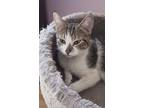 Adopt Moma Mia a Gray, Blue or Silver Tabby Domestic Shorthair (short coat) cat