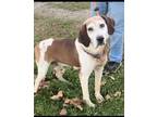 Adopt Rowan a Tricolor (Tan/Brown & Black & White) Coonhound / Mixed dog in