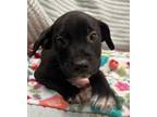 Adopt Luca a Black Labrador Retriever / Terrier (Unknown Type
