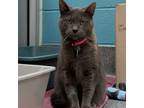Adopt Sarai a Gray or Blue Domestic Shorthair / Domestic Shorthair / Mixed cat