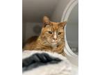 Adopt Mitz a Orange or Red Domestic Shorthair / Domestic Shorthair / Mixed cat