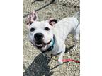 Adopt Mayo a White American Pit Bull Terrier / Mixed Breed (Medium) / Mixed