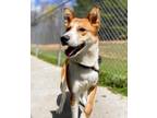 Adopt Elliot a Tan/Yellow/Fawn Mixed Breed (Medium) / Mixed dog in Reidsville