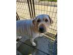 Adopt Mia a Tan/Yellow/Fawn Labrador Retriever / Mixed dog in Altoona
