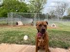 Adopt Chester a Labrador Retriever / American Pit Bull Terrier / Mixed dog in
