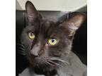 Adopt Squid 12 a All Black Domestic Shorthair / Domestic Shorthair / Mixed cat