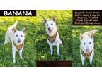 Adopt Banana a White German Shepherd Dog / Mixed Breed (Medium) / Mixed (short