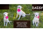 Adopt Daisy a White Mixed Breed (Medium) / Mixed dog in SEAGOVILLE