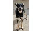 Adopt Easton a Black Husky / German Shepherd Dog / Mixed (short coat) dog in New