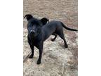 Adopt Clover 24-d0158 a Black Mixed Breed (Medium) / Mixed dog in Laurinburg