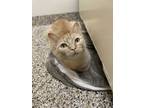 Adopt Dixie a Orange or Red Tabby Domestic Shorthair (short coat) cat in
