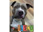 Adopt Tesco a Gray/Blue/Silver/Salt & Pepper American Pit Bull Terrier / Mixed