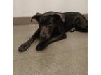 Adopt Sahara a Black Blue Lacy/Texas Lacy / Mixed dog in Chico, CA (39323955)