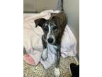 Adopt Salsa a Brindle - with White Terrier (Unknown Type