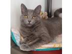 Adopt Meep a Gray or Blue Domestic Shorthair / Mixed Breed (Medium) / Mixed