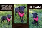 Adopt Hogan a Black Golden Retriever / Mixed Breed (Medium) / Mixed (short coat)