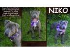 Adopt Niko a Gray/Blue/Silver/Salt & Pepper American Pit Bull Terrier / Husky /