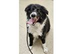 Adopt Sven a Black Mixed Breed (Medium) / Mixed dog in Hamilton, OH (41145114)