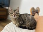 Adopt Yodi a Brown Tabby Domestic Shorthair / Mixed Breed (Medium) / Mixed