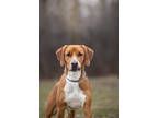 Adopt Whiskey - Stratford a Red/Golden/Orange/Chestnut Mixed Breed (Large) /
