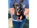 Adopt Black Widow a Black - with White American Pit Bull Terrier / Mixed dog in
