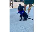 Adopt Hulk a Black - with White American Pit Bull Terrier / Mixed dog in