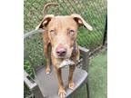 Adopt Luna (In Foster) a Tan/Yellow/Fawn - with White Mixed Breed (Medium) /