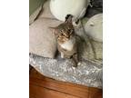 Adopt Leo a Brown Tabby Tabby / Mixed (short coat) cat in Chambersburg