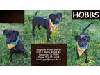 Adopt Hobbs a Black Golden Retriever / Mixed Breed (Medium) / Mixed (short coat)