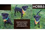 Adopt Hobbs a Black Retriever (Unknown Type) / Mixed dog in SEAGOVILLE