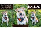 Adopt Dallas a Tan/Yellow/Fawn Shepherd (Unknown Type) / Mixed dog in