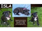 Adopt Isla a Black American Pit Bull Terrier / Boxer / Mixed (short coat) dog in