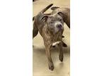 Adopt Gage a Merle American Pit Bull Terrier / Mixed Breed (Medium) / Mixed