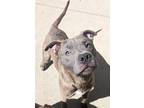 Adopt Gage a Gray/Blue/Silver/Salt & Pepper American Pit Bull Terrier / Mixed