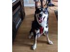 Adopt Mikko and Denali a Black - with Tan, Yellow or Fawn Husky / Mixed dog in