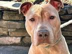 Adopt Felix a Tan/Yellow/Fawn American Pit Bull Terrier / Mixed dog in Cherry