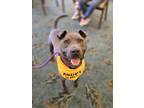 Adopt Dallas - IN FOSTER a Merle Mixed Breed (Small) / Mixed Breed (Medium) /