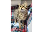 Adopt Tulip Tabby a All Black Domestic Shorthair / Mixed Breed (Medium) / Mixed