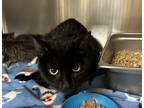 Adopt 18584 a Domestic Shorthair / Mixed cat in Covington, GA (41186510)
