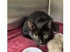 Adopt 18585 a Domestic Shorthair / Mixed cat in Covington, GA (41186509)