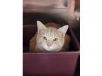 Adopt Marco a Orange or Red Tabby Domestic Shorthair (short coat) cat in Olivet