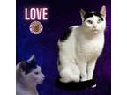 Adopt Love a Domestic Shorthair cat in Hershey, PA (40607503)