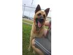 Adopt F24 LG 321 Johnny a Brown/Chocolate Shepherd (Unknown Type) / Mixed Breed