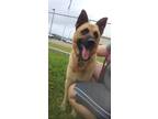 Adopt F24 LG 321 Johnny a Brown/Chocolate Shepherd (Unknown Type) / Mixed dog in