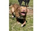 Adopt Webber a Tan/Yellow/Fawn American Pit Bull Terrier / Mixed Breed (Medium)