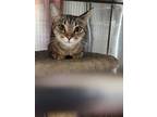 Adopt Patsey a Tiger Striped Domestic Shorthair (short coat) cat in Olivet