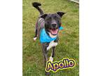 Adopt Apollo a White Akita / American Pit Bull Terrier / Mixed (short coat) dog